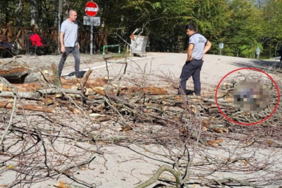 Bursa'nın ünlü parkında yürek yakan olay!
