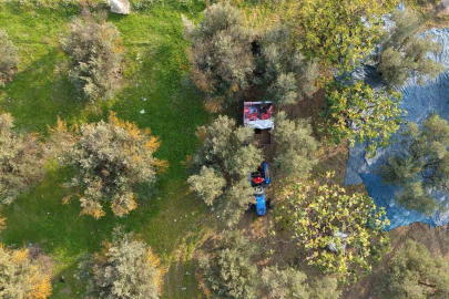 Zeytin hasadı başladı! Marmarabirlik’ten 70 bin tonluk alım ve 50 milyon dolarlık ihracat hedefi