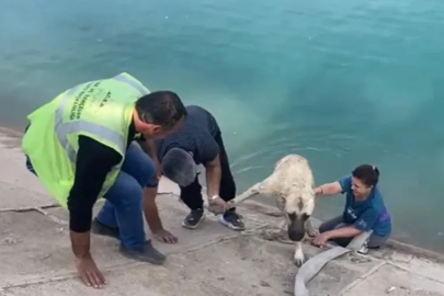 Bursalı aile köpeği böyle kurtardı!
