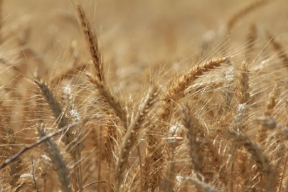 Küresel tahıl üretiminde tüm zamanların zirvesi geliyor!