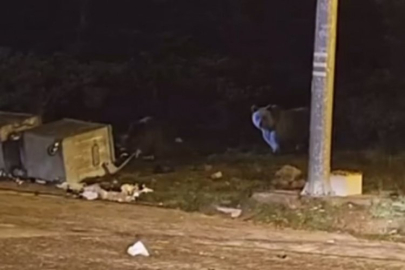 Uludağ'da yiyecek aradılar!