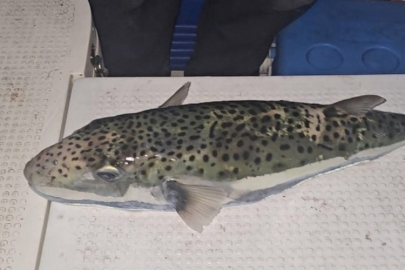 Gemlik Körfezi'nde ölümcül zehir içeren balık şoku!