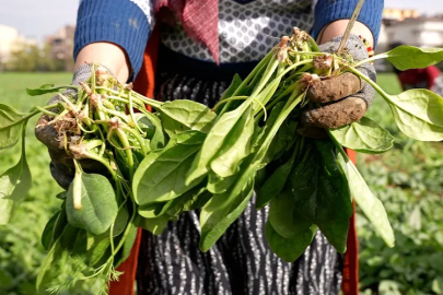 İlaçsız Ispanaklar Kent Lokantalarına ulaştı!