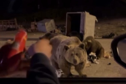 Bursa'da ayıları beslemek isterken saldırıya uğradı!