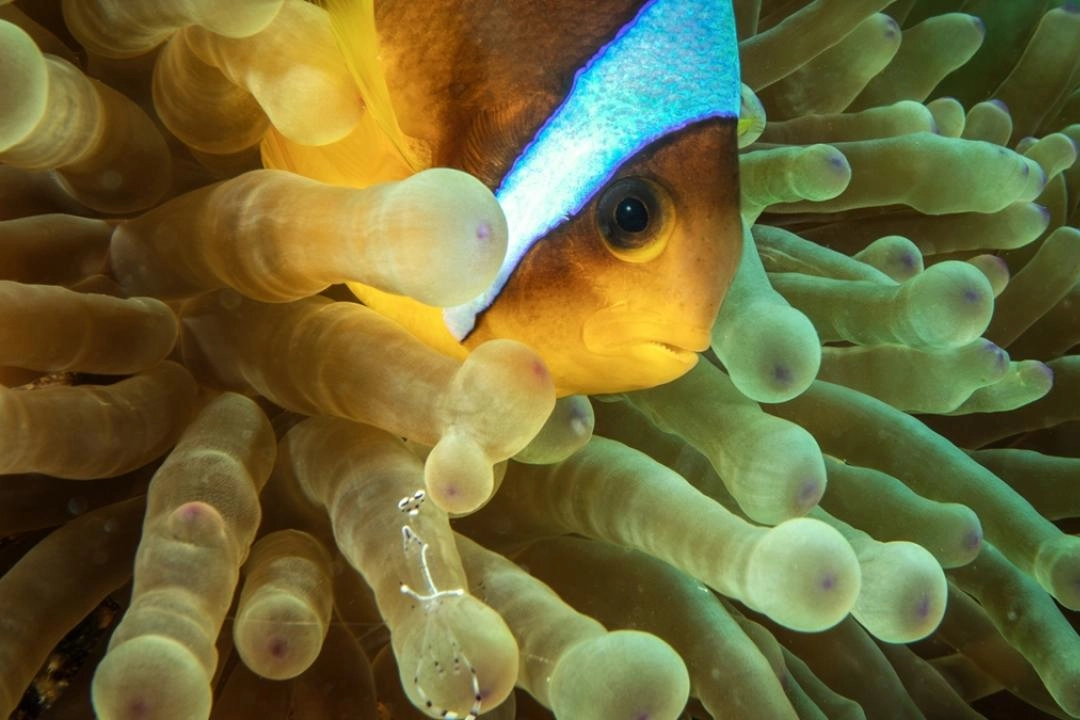 Su altının sevimli canlıları: Palyaço balıkları