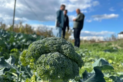 Bursa'da fiyat oyunu! Tarlada 10 pazarda 70...