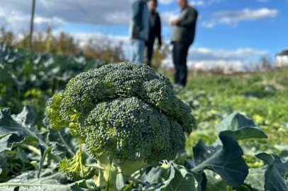 Fiyatı tarlada 10 liraya inen brokoli pazarda 70 liraya satılıyor