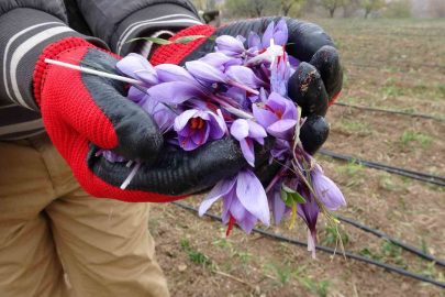 Gramı 600 TL olan safran yok satıyor!