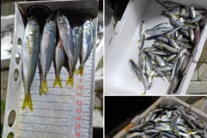 Bursa'da küçük balıklara el konuldu!