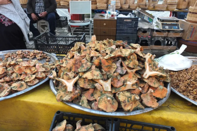 Yağmur yağdı, mantar fışkırdı