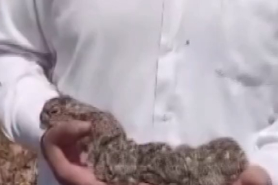 Tavşanlar çiftçinin şefkatine sığındı...