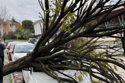 Bursa'da ağaç devrildi! Korku dolu anlar..