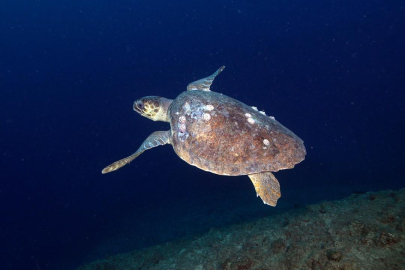 Doğu Akdeniz'in derinliklerine inen dalgıçlar canlıların renkli dünyasını görüntüledi