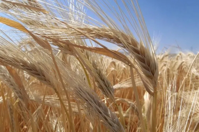 Kuraklık etkisiyle arpa ekimi arttı!