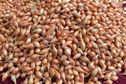 Soğan üreticilerine ‘Dikim zamanı’ uyarısı