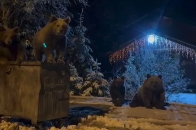 Bursa'da kış geldi onlar uykuya geçmedi!