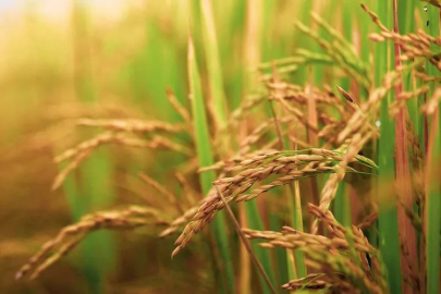 Su krizi sonrası Bursa'nın o ilçesinde çeltik ekimi yasaklandı