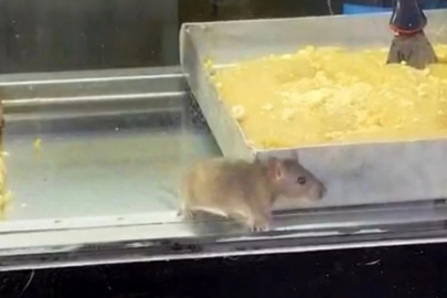 Börekçide skandal görüntü! Fare, tezgahta cirit attı