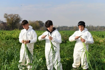 Osmangazi'de pırasa hasadıyla doğallık sofralara taşınıyor