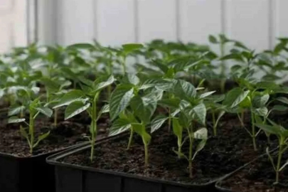 Bursa'da çiftçiye çilek fidesi desteği başlıyor!