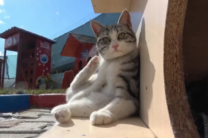 Evcil hayvanı olanlar dikkat!