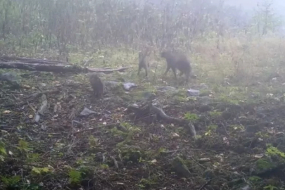 Uludağ'da alışılmadık görüntü!