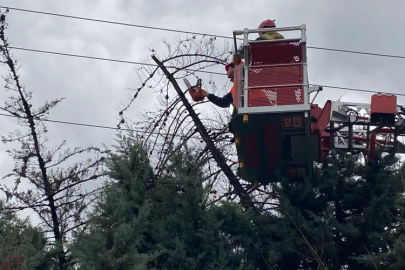 Bursa'da lodos ağacı devirdi!