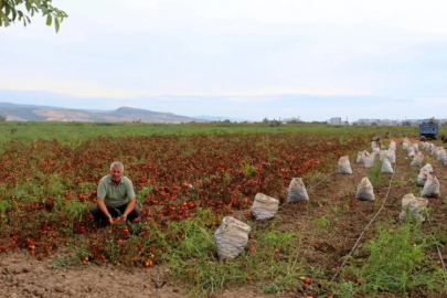 Bursa'da çiftçinin sabrı taştı: Üretimden vazgeçme noktasında!