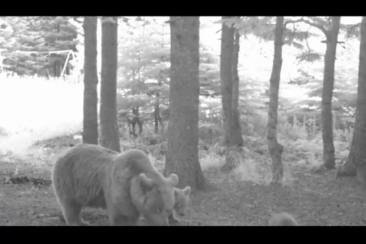 Uludağ'da hoplayıp zıplayan bozayı ailesi...