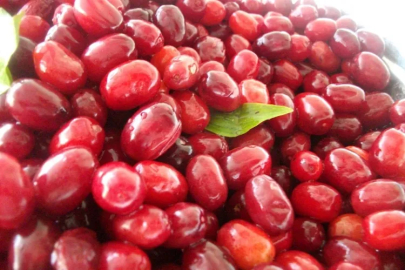 Kızılcık tüketimi, yağlı karaciğer hastalığının etkilerini azaltıyor