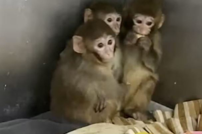 Bursa'da makak maymunları yakalandı!