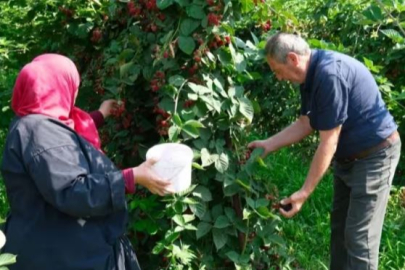 Bursa'da kırmızı altın hamlesi! Yeni model uygulanacak...