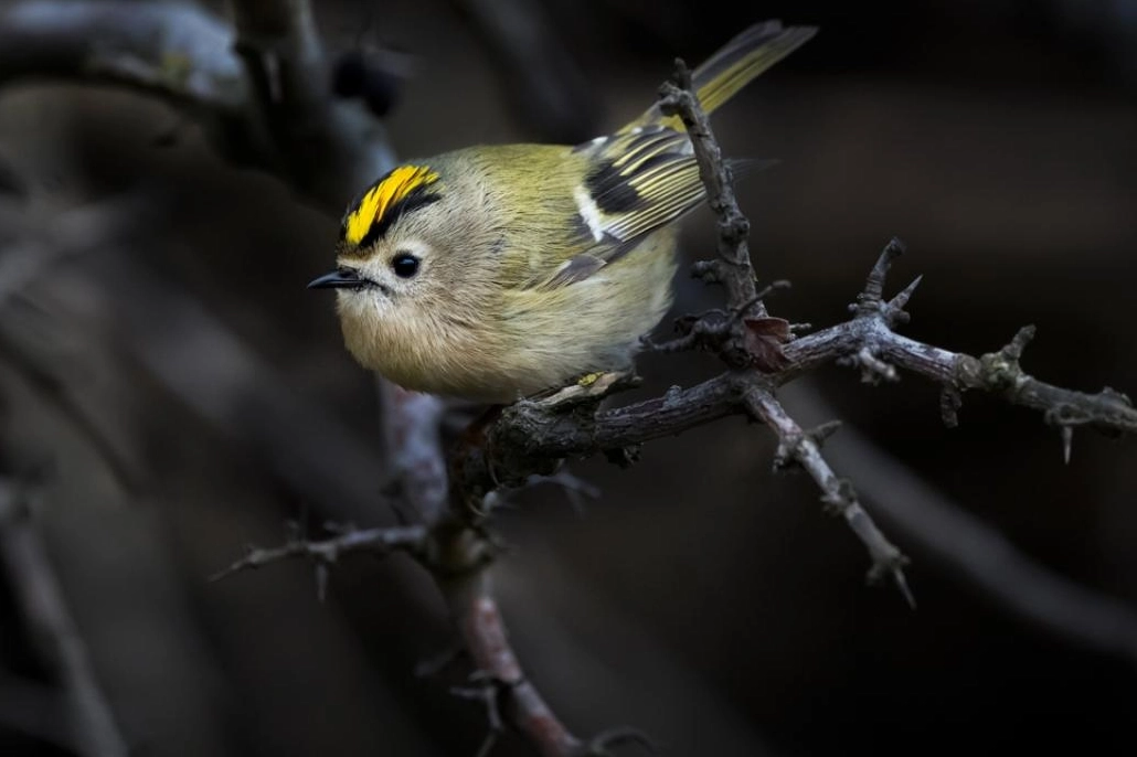 Türkiye ve Avrupa'nın en küçük kuşu: Çalıkuşu