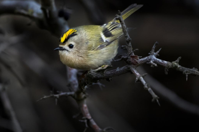 Türkiye ve Avrupa'nın en küçük kuşu: Çalıkuşu