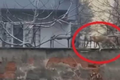 Bursa'da mahallede tilki dolaştı