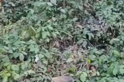 Domuz saldırısından arkadaşı kurtardı!