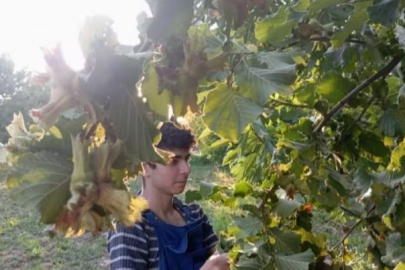 Uludağ eteklerinden gelen sürpriz ürün: Dengeler değişebilir...