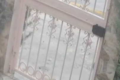 Ankara'da köpek faciası!