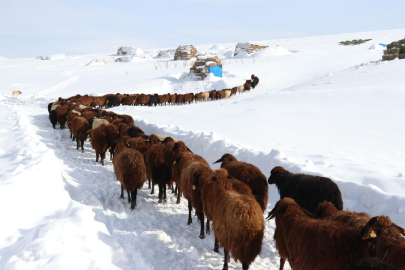 Ağrı'da besicilerin zorlu kış şartlarında geçim mücadelesi