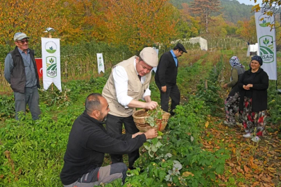 Başkan Erkan Aydın: "Altını madende aramayın, işte altın değerinde ürün Ahududu!