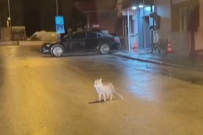 Pozitif Haber! Tilki ile köpek...