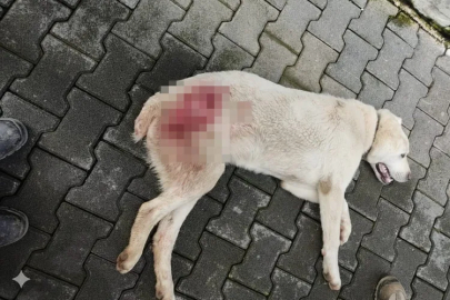 Bursa'da sokak köpeğini vuran cani aranıyor!