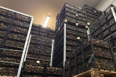 Bursa'da tarım tarihine geçen meyve!