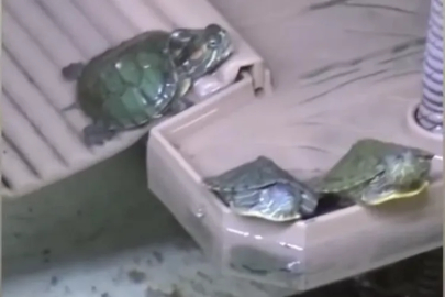 Bursa'da kaplumbağa operasyonu!