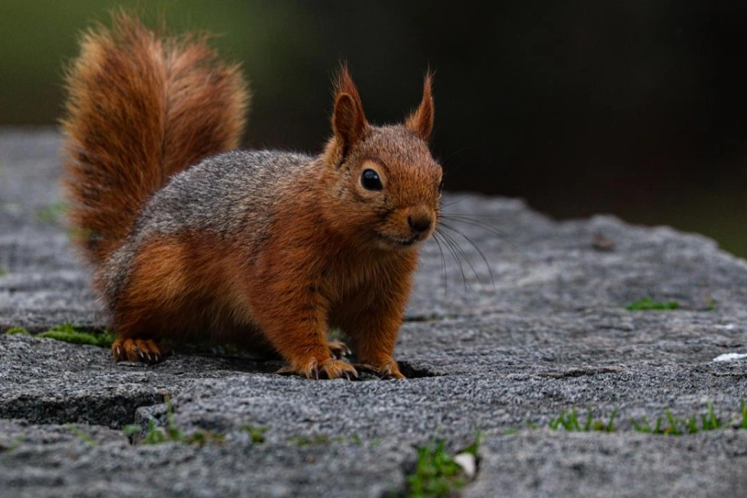 Seğmenler Parkı'nın sevimli sakinleri