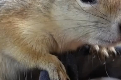 Ormanda bulduğu sincap dostu oldu!