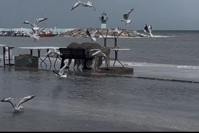 Bursa'da sular yükseldi! Kuşlar sahil yolunda balık avladı