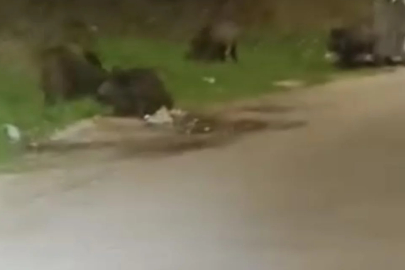 Bursa Nilüfer'de aç kalan domuzlar şehre indi