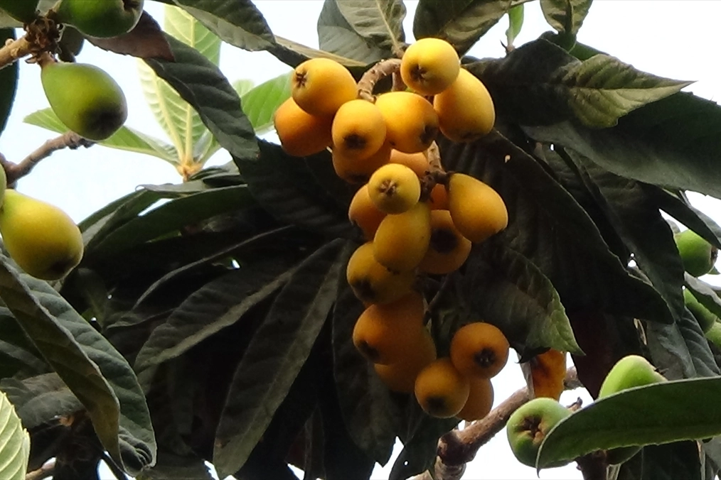 Mersin'de serada yetiştirilen yenidünyada hasat mesaisi başladı