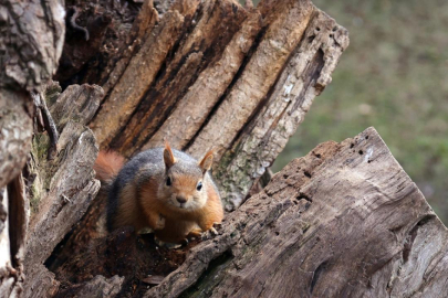Seğmenler Parkı'nın sevimli sakinleri